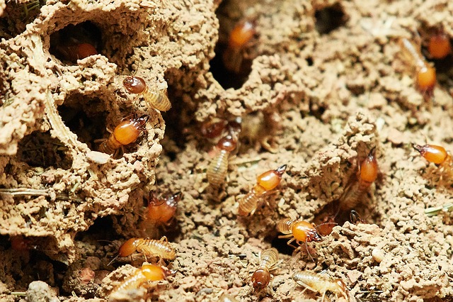 repair termite damage