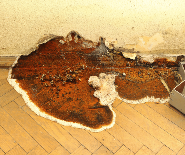 dry rot