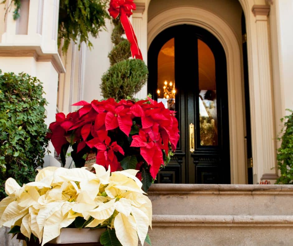 Holiday Decorating on a budget- plants