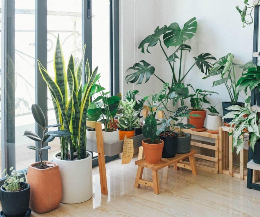 Indoor plants- decorating