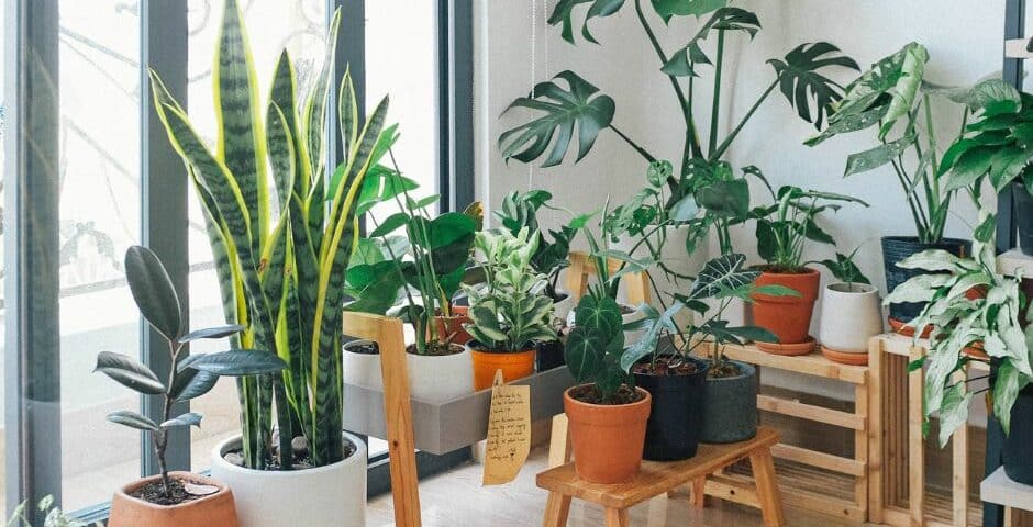 Indoor plants- decorating