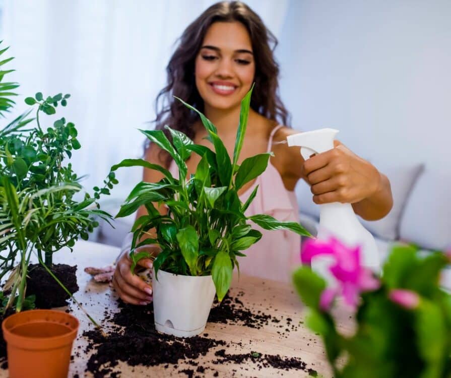 Caring for indoor plants. A woman happily spraying her plants